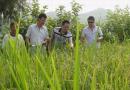 南充市积极开展水稻制种的花检工作