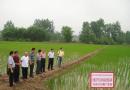 省种子站在南充检查川优6203水稻新品种栽插情况