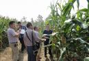 南充：召开玉米新品种展示现场会暨现代种业发展知识培训