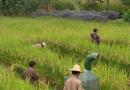 绵阳将建30万亩杂交水稻制种基地