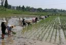 南充市全面完成省水稻试验的栽秧工作
