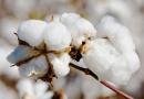 转基因棉花种子生产经营许可规定