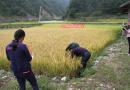 镇巴县：推广优质稻米品种 助力脱贫攻坚