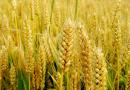 河南省强筋中强筋及弱筋小麦品种清单