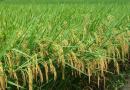 内江市推介发布2021年水稻玉米主导品种