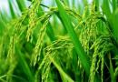 浙江省农业农村厅发布2021年种植业主导品种