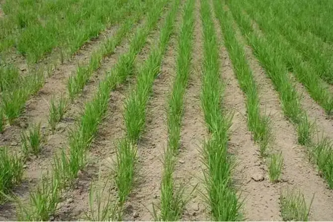 云南今年将推广杂交稻旱种50万亩