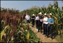 南充：召开玉米高粱新品种展示示范现场观摩会