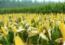 安徽省玉米品种审定标准(2022年修订)