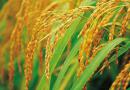 山东省水稻品种审定标准(2023年修订)