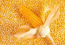 吉林省玉米品种审定标准(2023年修订)