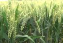 2023-2024年度河南省小麦品种布局利用原则